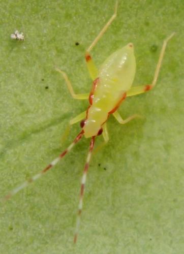 Campyloneura virgula